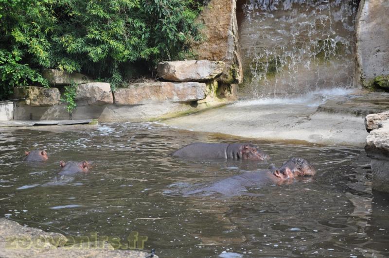 Hippopotame amphibie 