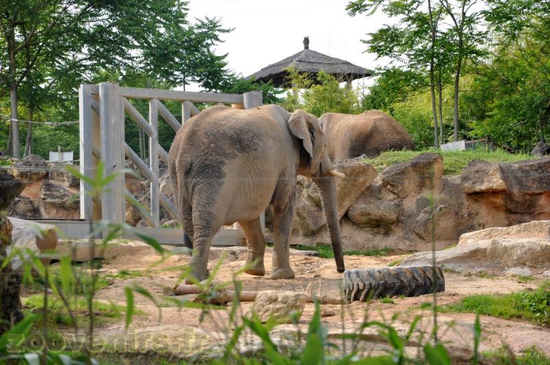 Eléphant d'Afrique