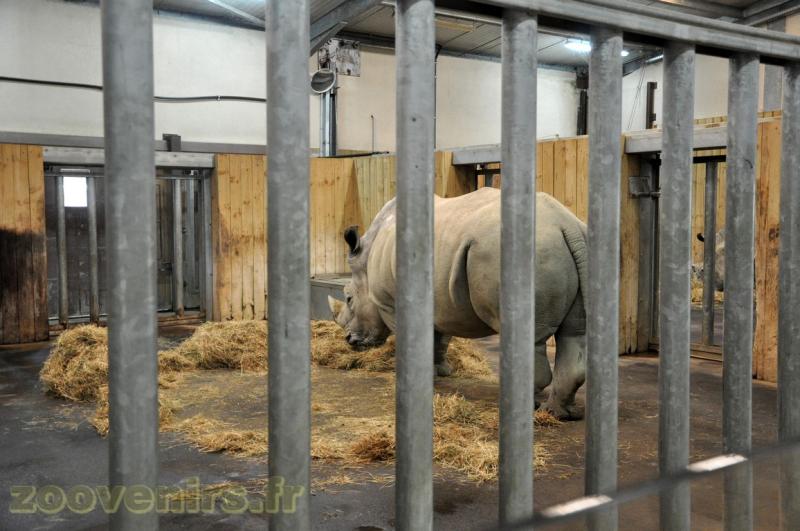 Rhinocéros blanc 