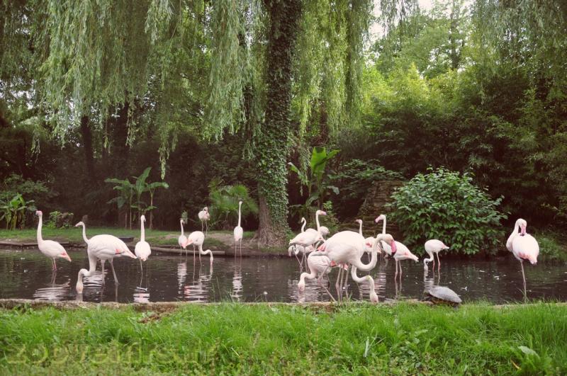 Flamant rose 