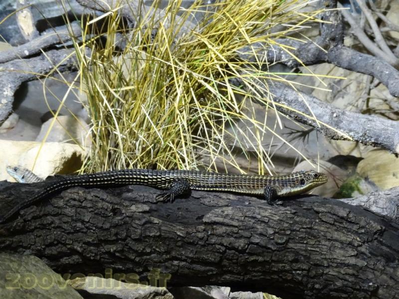 Lézard plaqué 