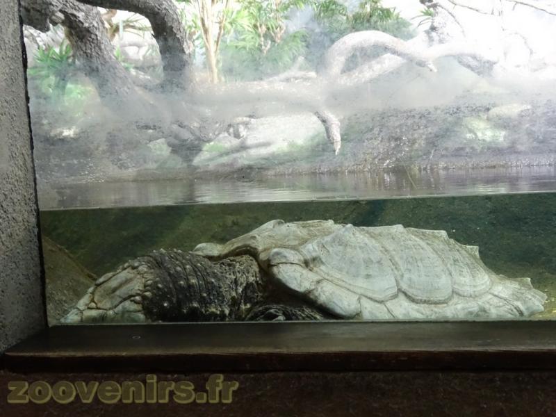 Tortue-alligator