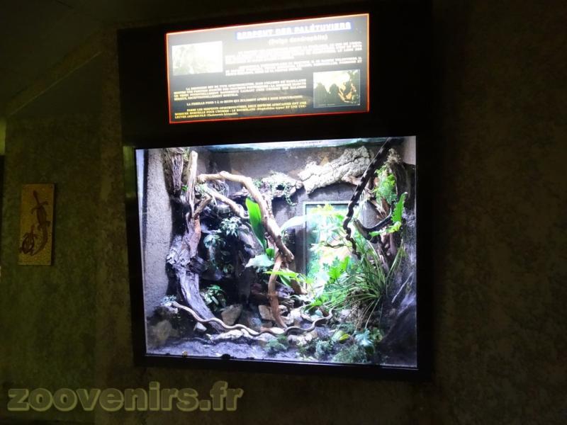 Serpent des palétuviers