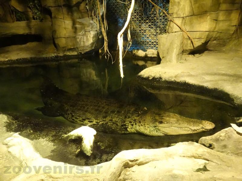 Crocodile indo-pacifique