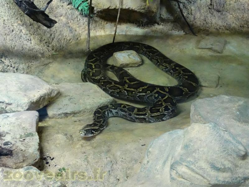 Python-tapis 
