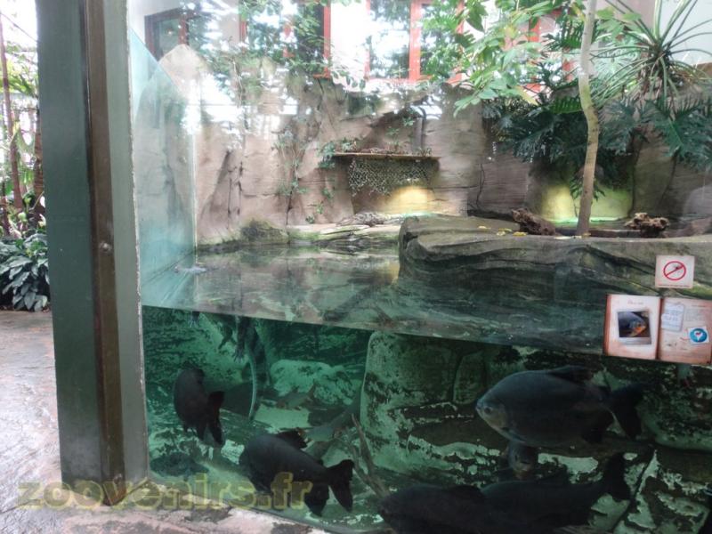 Pacu noir 