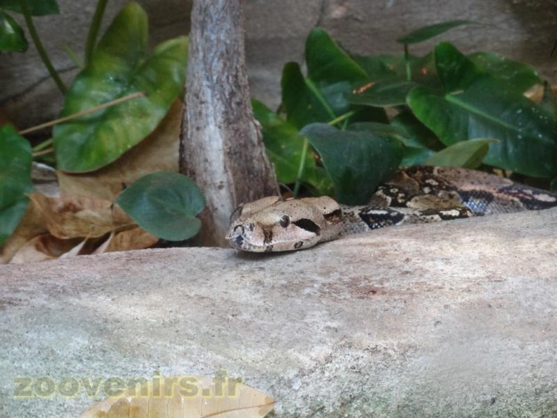 Boa constricteur