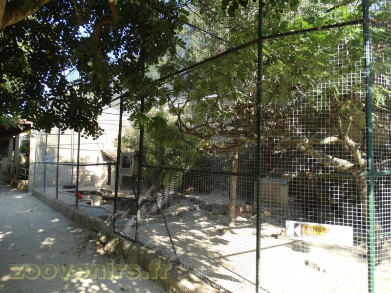 Ibis rouge - Mandarin