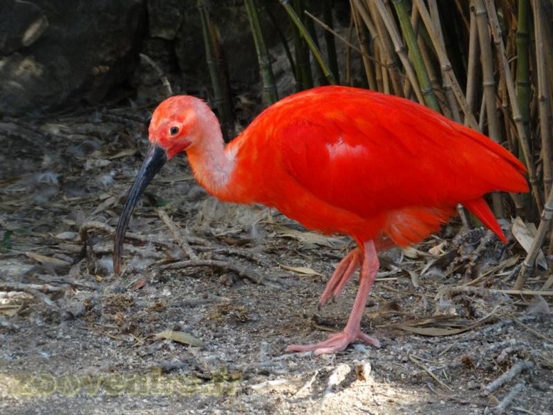 Ibis rouge