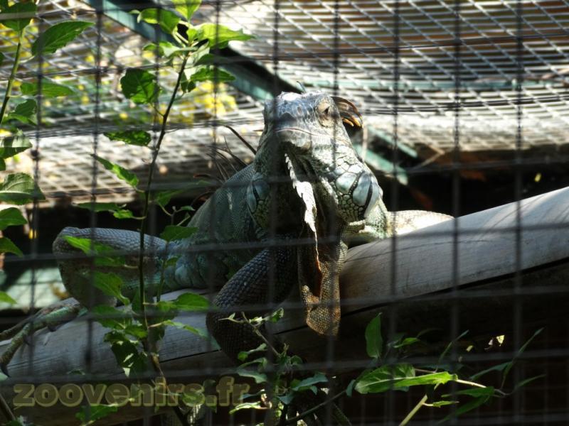 Iguane vert