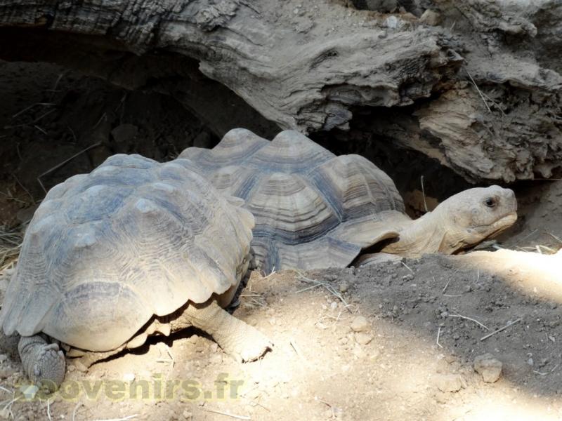 Tortue sulcata