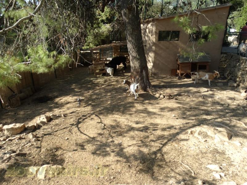 Chèvre naine - Lama