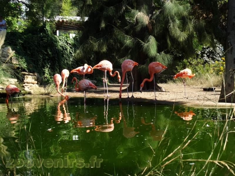 Flamant rose