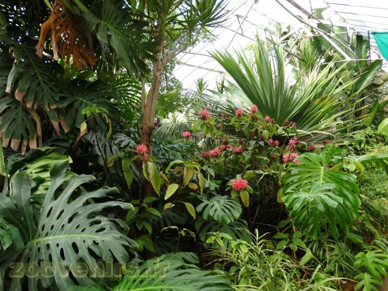 Serre tropicale