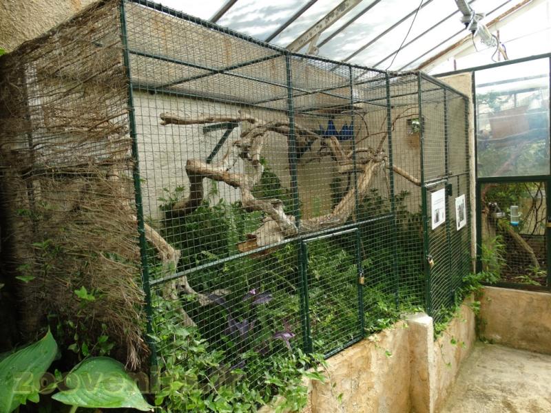 Ouistiti à pinceaux