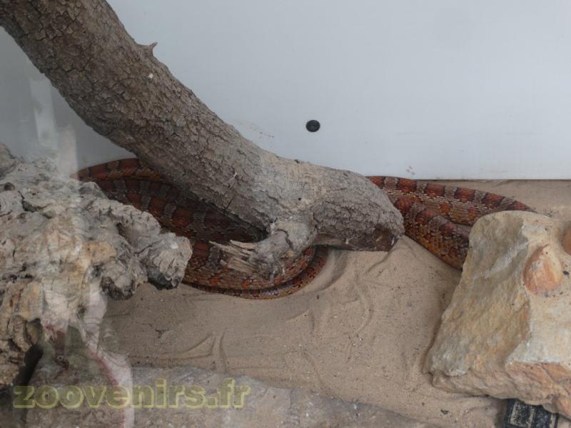 Couleuvre à gouttelettes