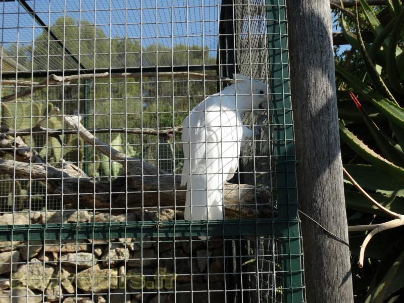 Cacatoès à huppe jaune  