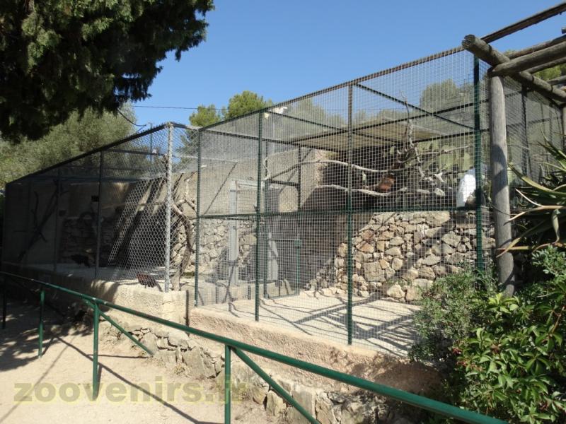 Cacatoès à huppe jaune  