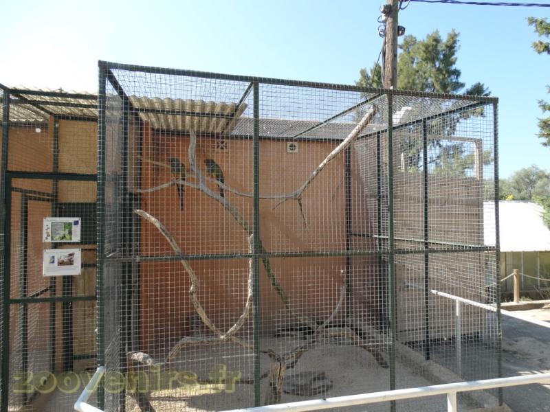 Perruche de Patagonie