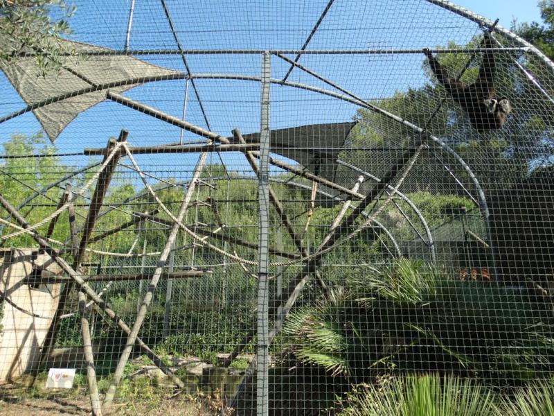 Gibbon à mains blanches