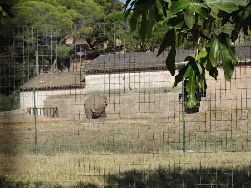 Éléphant d'Asie