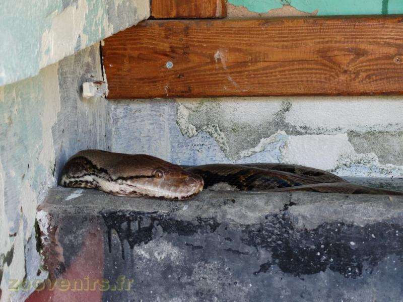 Python réticulé