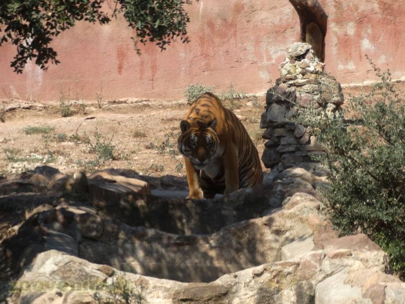 Tigre