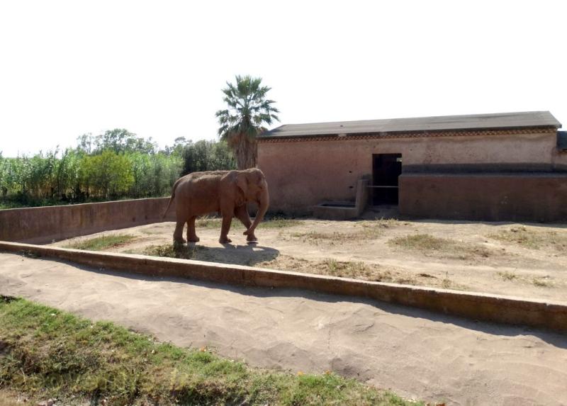  Éléphant d'Asie