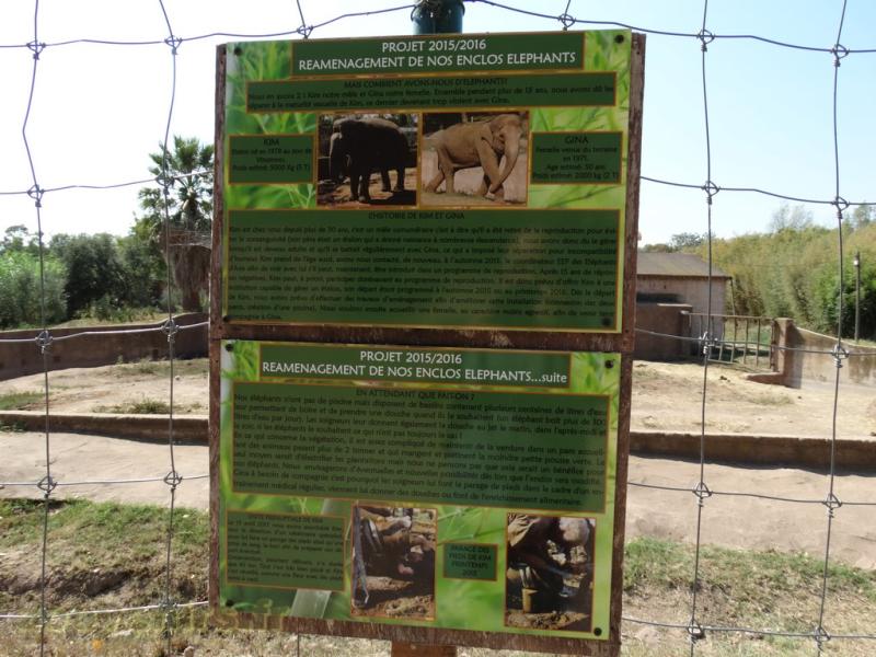  Éléphant d'Asie