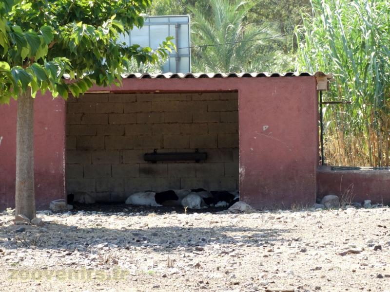 Mouton de Somalie