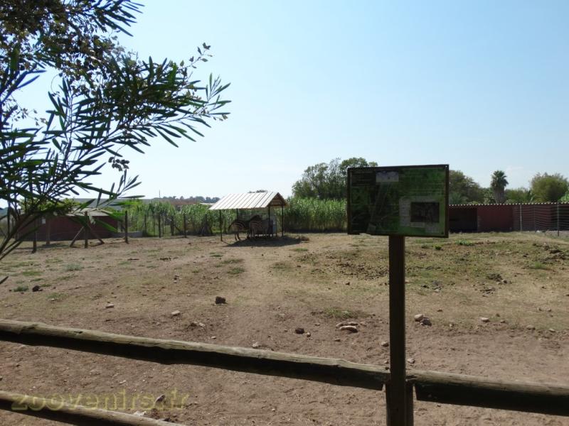Zèbre de Grant