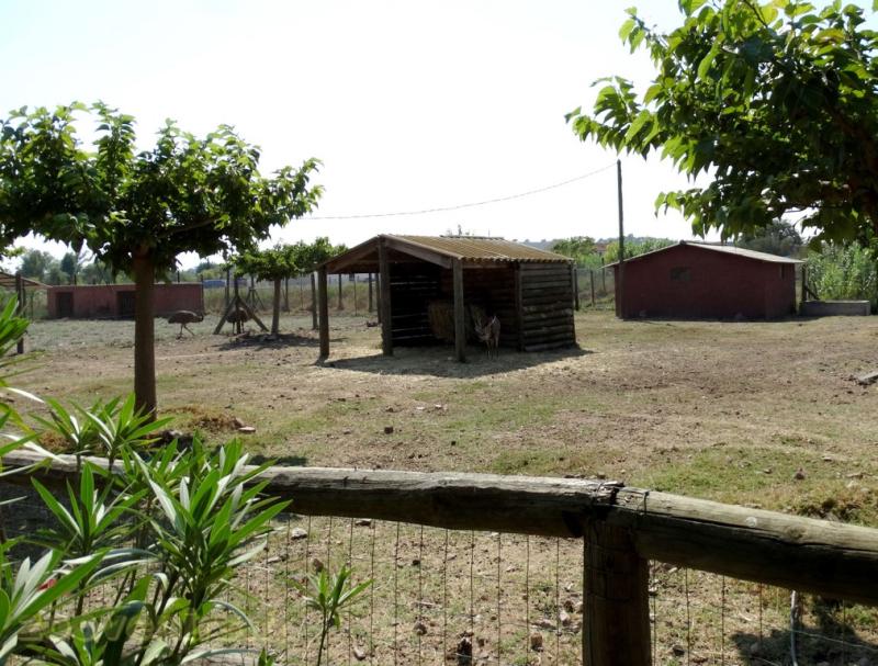 Cerf axis