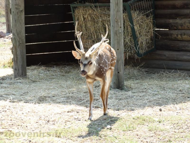 Cerf axis