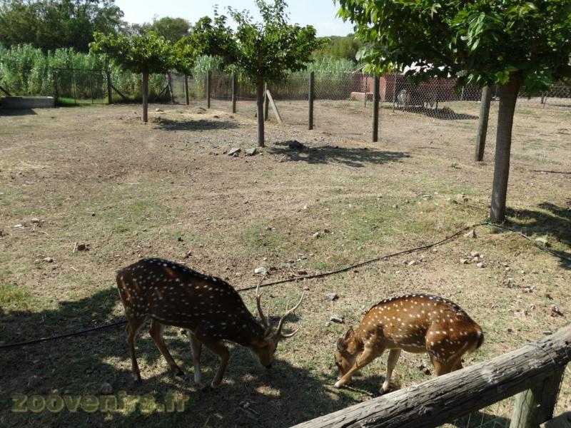 Cerf axis
