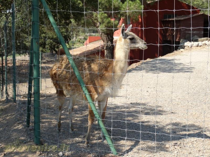 Guanaco