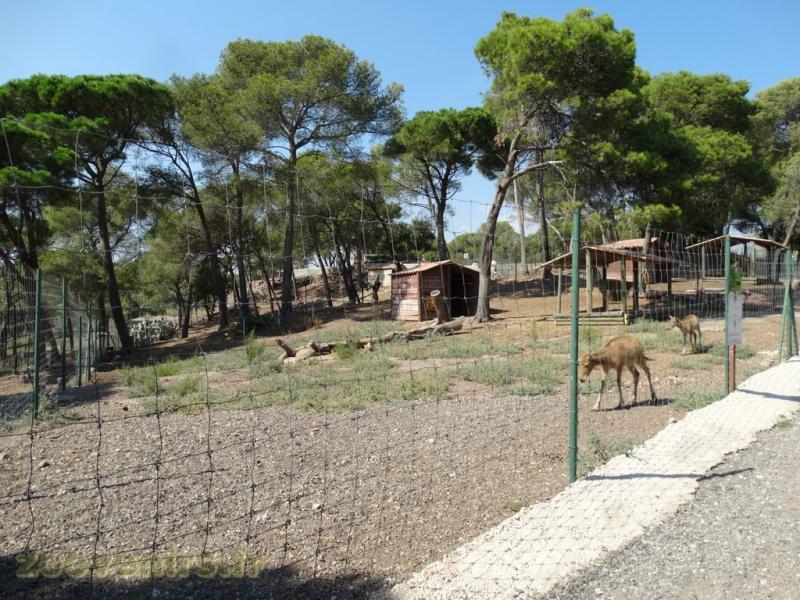 Cerf du père David