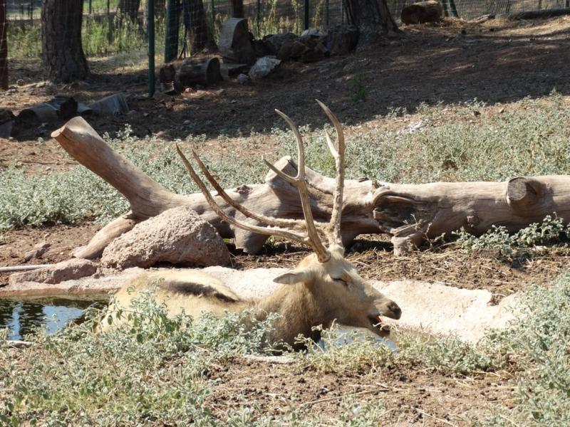 Cerf du père David