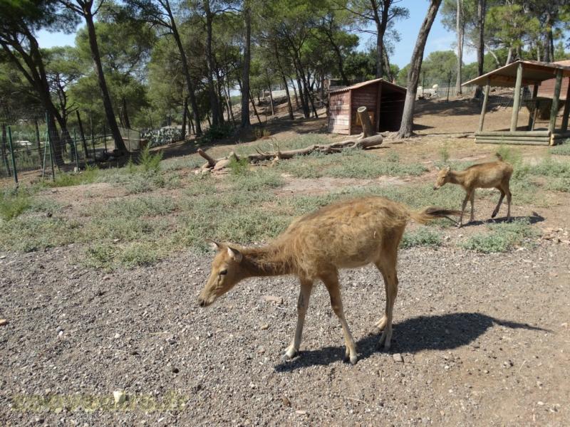 Cerf du père David