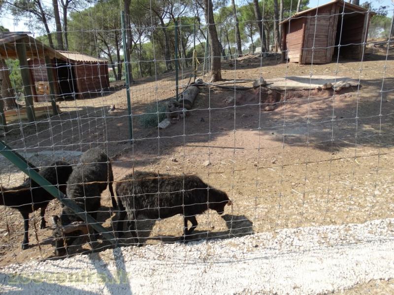 Mouton noir