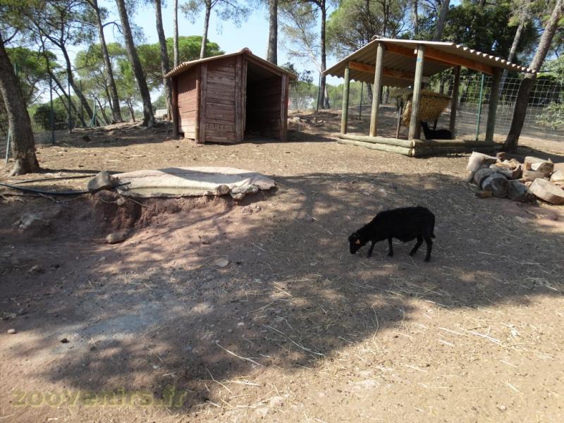 Mouton noir