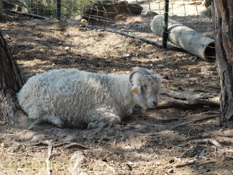 Chèvre Mohair
