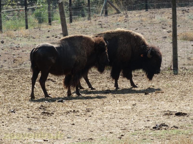 Bison d'Amérique