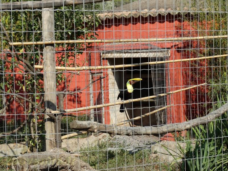 Toucan de Swainson