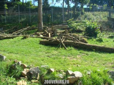 Panthère des neiges - 2007