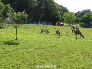 Chameau - Cheval de Przewalski