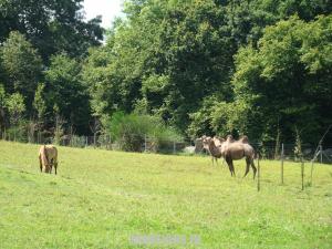 Chameau et Cheval de Przewalski