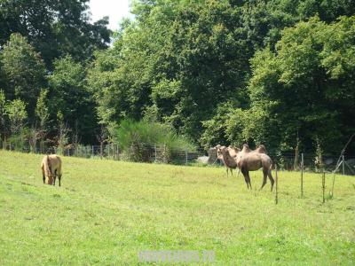 Chameau et Cheval de Przewalski - 2007