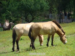 Cheval de Przewalski