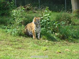 Tigre de Sumatra