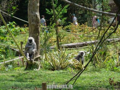 Entelle de l'Inde - 2007